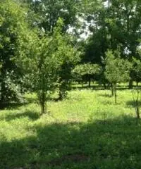 Vendita Agricolo in via Malatesta Vendita Agricolo in via Malatesta