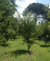 Vendita Agricolo in via Malatesta