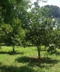Vendita Agricolo in via Malatesta Vendita Agricolo in via Malatesta