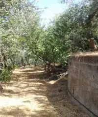 Vendita Agricolo in Largo Vescovado