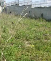 Vendita Agricolo in Via Pantaleo Vendita Agricolo in Via Pantaleo