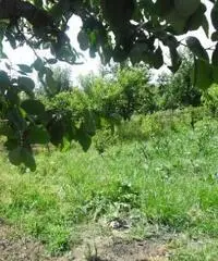 RifITI 013-AA21356 - Terreno Agricolo in Vendita a Giugliano in Campania - Casacelle di 1100 mq RifITI 013-AA21356 - Terreno Agricolo in Vendita a Giugliano in Campania - Casacelle di 1100 mq