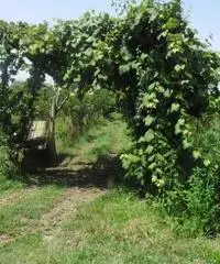 RifITI 013-AA21356 - Terreno Agricolo in Vendita a Giugliano in Campania - Casacelle di 1100 mq