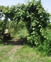 RifITI 013-AA21356 - Terreno Agricolo in Vendita a Giugliano in Campania - Casacelle di 1100 mq