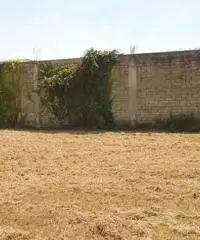 RifITI 013-AA25575 - Terreno Agricolo in Affitto a Giugliano in Campania - Varcaturo di 1700 mq RifITI 013-AA25575 - Terreno Agricolo in Affitto a Giugliano in Campania - Varcaturo di 1700 mq