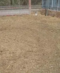 RifITI 013-AA25575 - Terreno Agricolo in Affitto a Giugliano in Campania - Varcaturo di 1700 mq RifITI 013-AA25575 - Terreno Agricolo in Affitto a Giugliano in Campania - Varcaturo di 1700 mq
