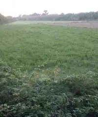 Lido Di Licola: Vendita Agricolo in Via Santa Maria Goretti
