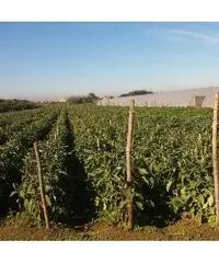 Privato terreno coltivabile mq 4200 Euro 30 Privato terreno coltivabile mq 4200 Euro 30