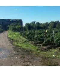 Privato terreno coltivabile mq 4200 Euro 30 Privato terreno coltivabile mq 4200 Euro 30