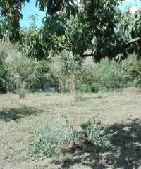 Vendita Agricolo da 423mq