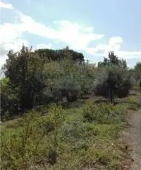 Vendita Agricolo da 423mq