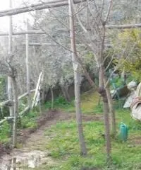 Vendita Agricolo in Via Campitiello