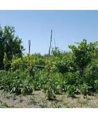Vendita Agricolo in Via Sibilla, 00 Vendita Agricolo in Via Sibilla, 00