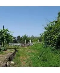 Vendita Agricolo in Via Sibilla, 00 Vendita Agricolo in Via Sibilla, 00