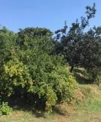 Vendita Edificabile residenziale in via vicinale perreca, -1