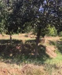 Vendita Edificabile residenziale in via vicinale perreca, -1