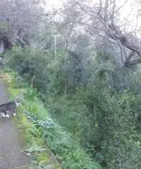 Vendita Agricolo in Via Veterino Vendita Agricolo in Via Veterino