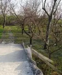 Vendita Agricolo in Via Sant'Agnello Vendita Agricolo in Via Sant'Agnello