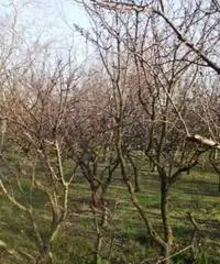 Vendita Agricolo in Via Sant'Agnello Vendita Agricolo in Via Sant'Agnello