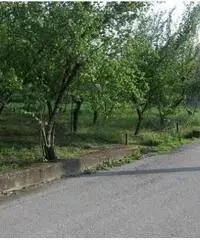 Vendita Agricolo in Via dei Pizzariello Vendita Agricolo in Via dei Pizzariello