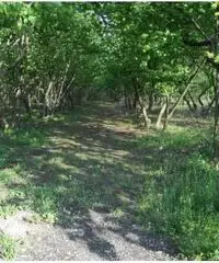 Vendita Agricolo in Via dei Pizzariello Vendita Agricolo in Via dei Pizzariello