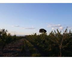 Terreno Agricolo in Vendita a Giugliano in Campania di 1 mq