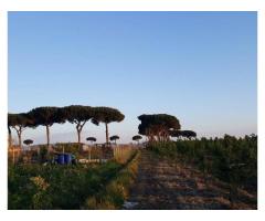 Terreno Agricolo in Vendita a Giugliano in Campania di 1 mq