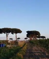 Terreno Agricolo in Vendita a Giugliano in Campania di 1 mq