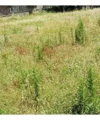 RifITI 019-SU25700 - Terreno Agricolo in Vendita a Qualiano di 500 mq