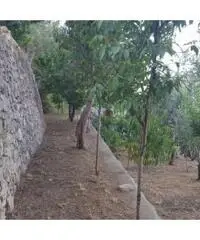 Vendita Agricolo in Via Alberi