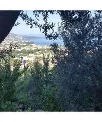 Vendita Agricolo in Via Alberi