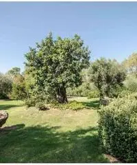 V000984 - Villa a Pula V000984 - Villa a Pula