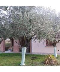 119a - Villa singola Montano Lucino