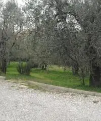 Terratetto in vendita a VILLANUOVA - Empoli 135 mq  Rif: 310014 Terratetto in vendita a VILLANUOVA - Empoli 135 mq  Rif: 310014