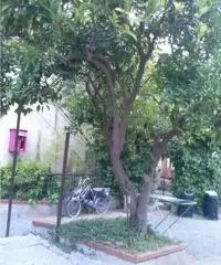 Svendo Roulotte con Pre-Ingresso e servizi per sei a 70 MT.dal mare. Svendo Roulotte con Pre-Ingresso e servizi per sei a 70 MT.dal mare.