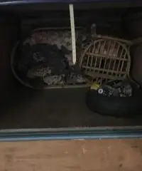 Carrello elli 480 Carrello elli 480