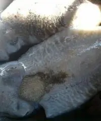 barca a motore AZZURRO open anno 2003 lunghezza mt 5