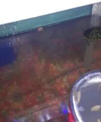 Aquario Nuovo Euro 60