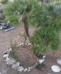 Villa in Affitto a 800