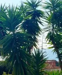 Appartamenti degli Aranci Appartamenti degli Aranci