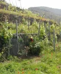 Rustico Giuseppe Rustico Giuseppe