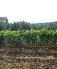 Terreno agricolo in vendita a Suvereto 10000 mq Terreno agricolo in vendita a Suvereto 10000 mq