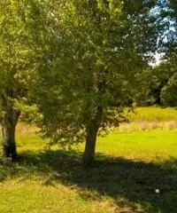 Rustico/Corte in vendita a TORRE DEL LAGO-MARINA - Viareggio 200 mq