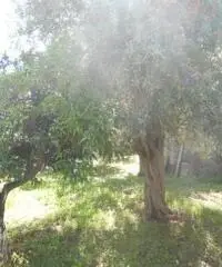 TAORMINA: Casa Singola Panoramica con Giardino