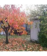 Terratetto in vendita a MARCIANA - Cascina 120 mq Terratetto in vendita a MARCIANA - Cascina 120 mq