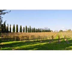 Azienda agricola in vendita a Montepulciano 70000 mq