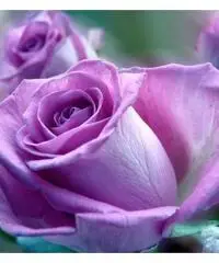 SERVIZI SPECIALI... solo per voi!