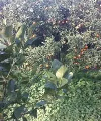 Terreno Altro in Vendita