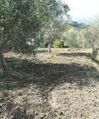 Messina: Terreno Agricolo