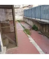 RifITI 019-24768 - Capannone Industriale in Affitto a Mugnano di Napoli di 200 mq RifITI 019-24768 - Capannone Industriale in Affitto a Mugnano di Napoli di 200 mq